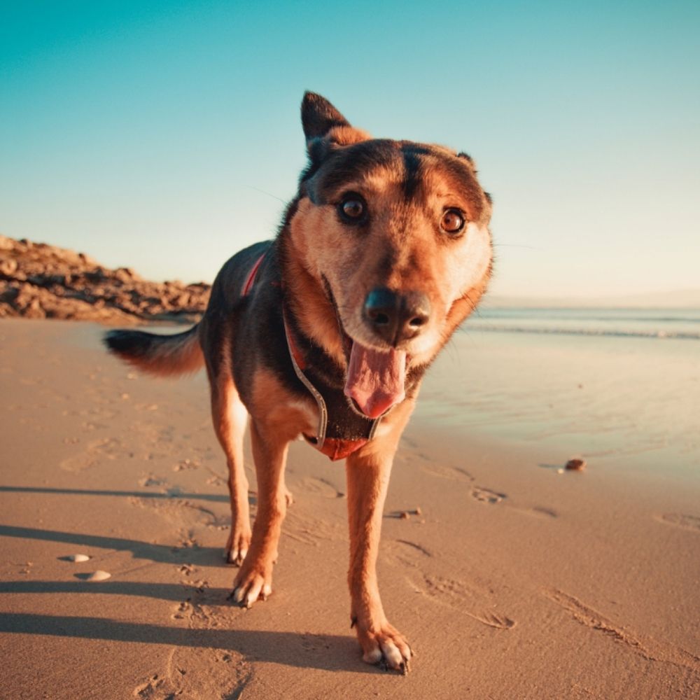 Cute kelpie dog on beach for services at Holistic Vet Newcastle Australia NSW services Natural vets raw feeding animal behaviourist dog anxiety cat health titre testing mobile vet sustainable 