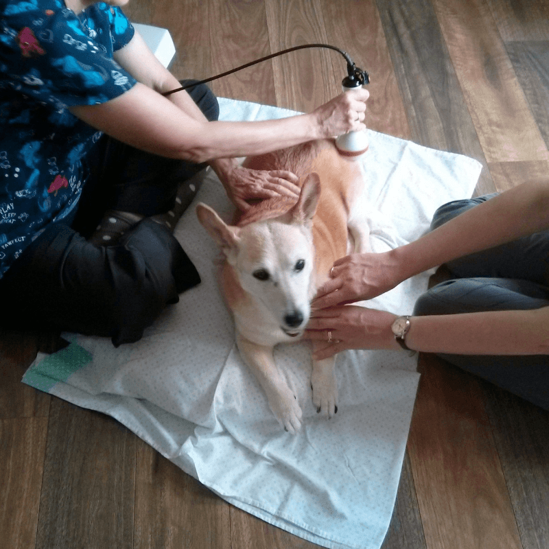 Dr Kathy performing laser therapy on a dog for Holistic Vet Newcastle Australia NSW services Natural vets raw feeding animal behaviourist dog anxiety cat health titre testing mobile vet sustainable 