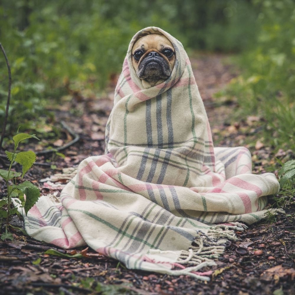 cute small pug dog in blanket in nature image for behaviour services  for Holistic Vet Newcastle Australia NSW services Natural vets raw feeding animal behaviourist dog anxiety cat health titre testing mobile vet sustainable 