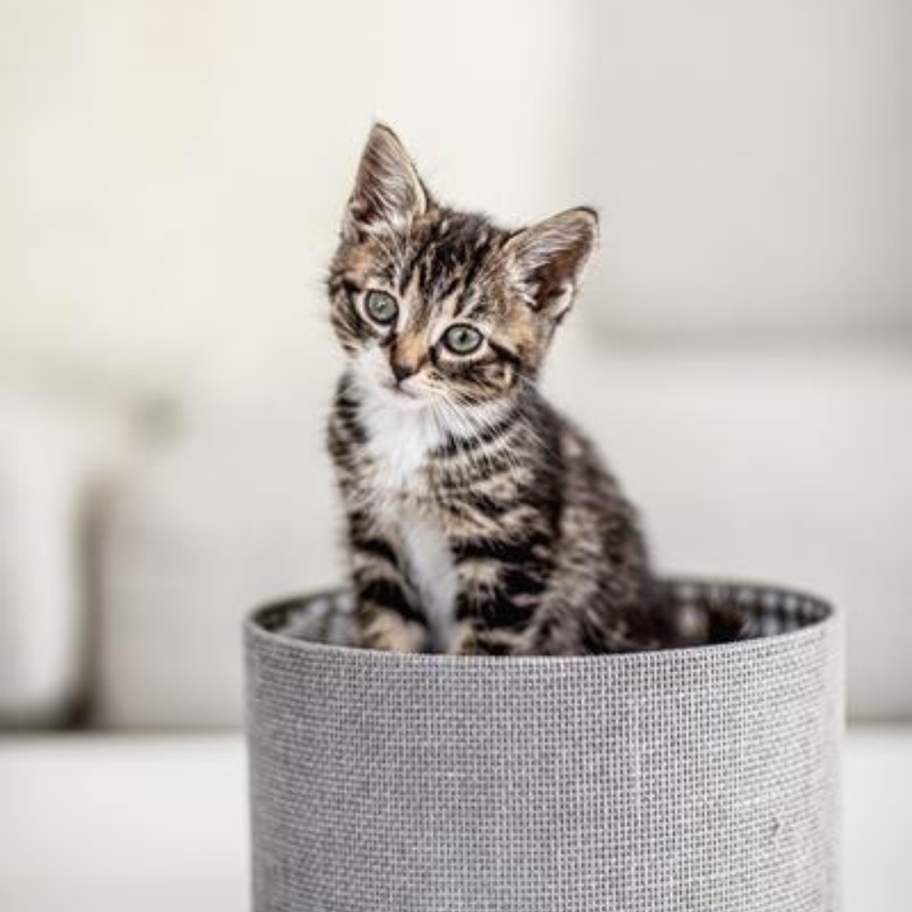 cute small kitten as logo for Holistic Vet Newcastle Australia NSW services Natural vets raw feeding animal behaviourist dog anxiety cat health titre testing mobile vet sustainable 
