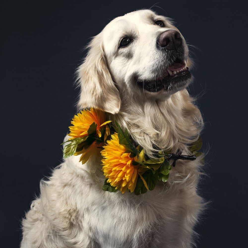 Dog golden retrieve with flowers home euthanasia service at Holistic Vet Newcastle Australia NSW services Natural vets raw feeding animal behaviourist dog anxiety cat health titre testing mobile vet sustainable 