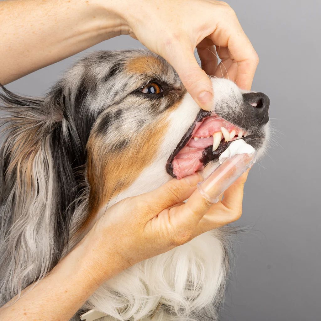 Shy Tiger Tooth Polish & Finger Brush